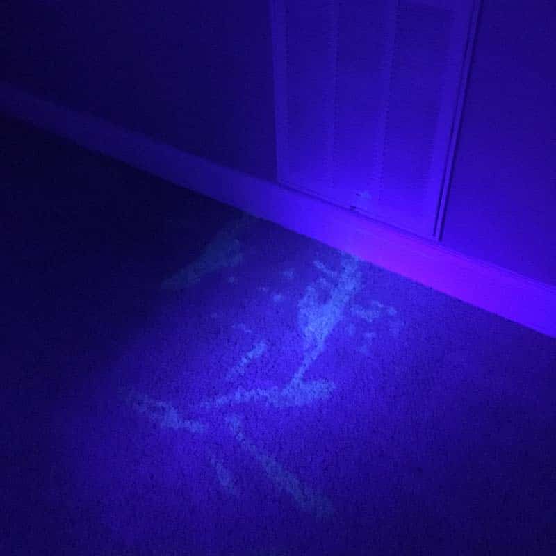 Carpet Cleaning Pet Stain Removal in Greenville, SC Blacklight service before picture